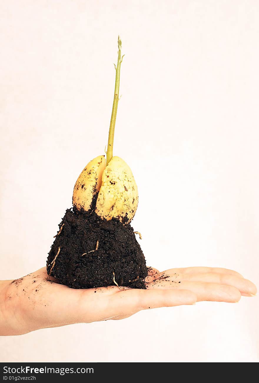 Progrown seed of an avocado in a hand isolated on white background.