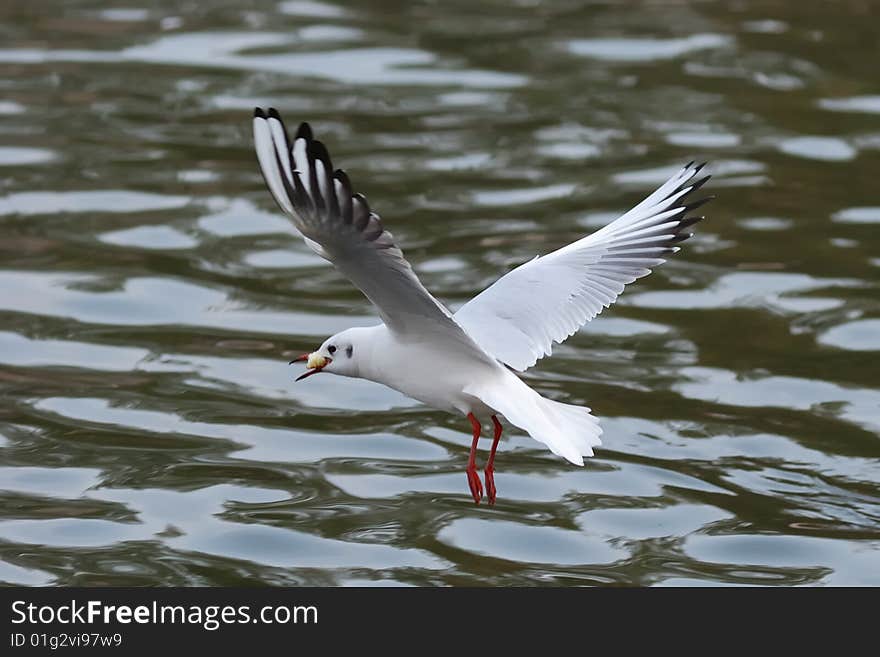 Sea gull