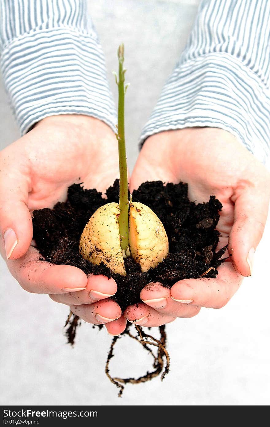 Green plant in a hands isolated on white background. Green plant in a hands isolated on white background