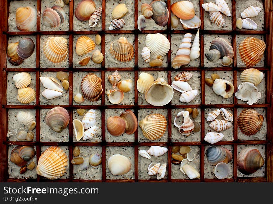 Collage with different shells, snail-shells and sand in a letter-case. Collage with different shells, snail-shells and sand in a letter-case