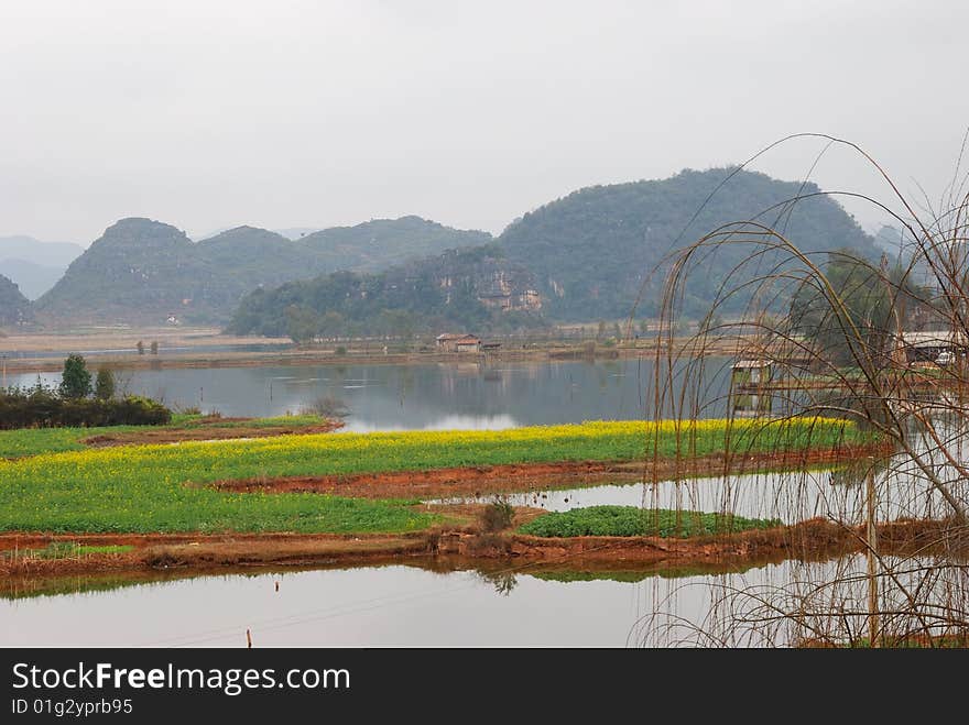 Spring has come, nearby in lake paddies plants flower. Spring has come, nearby in lake paddies plants flower