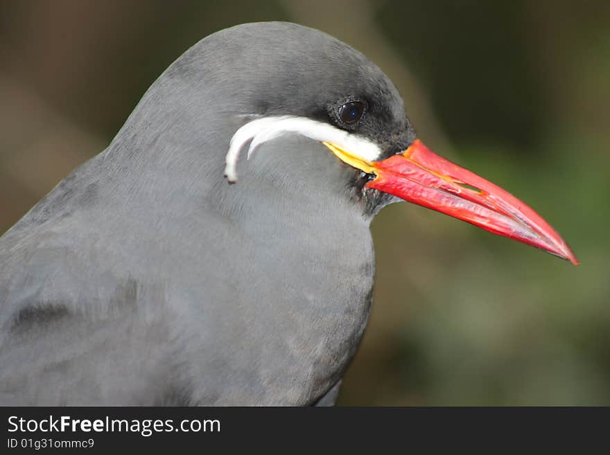 Grey Inca Tern bird close up of head.
