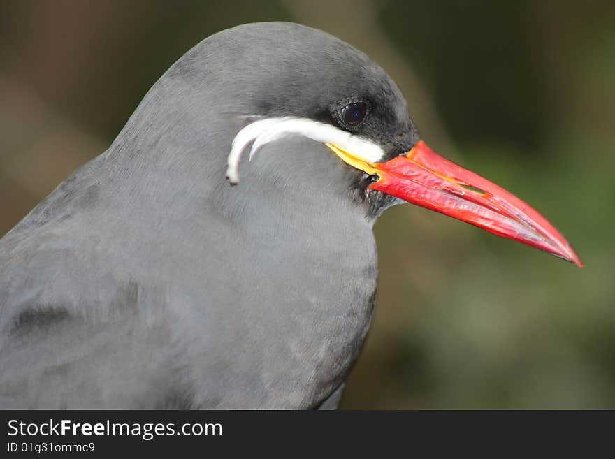 Inca Tern