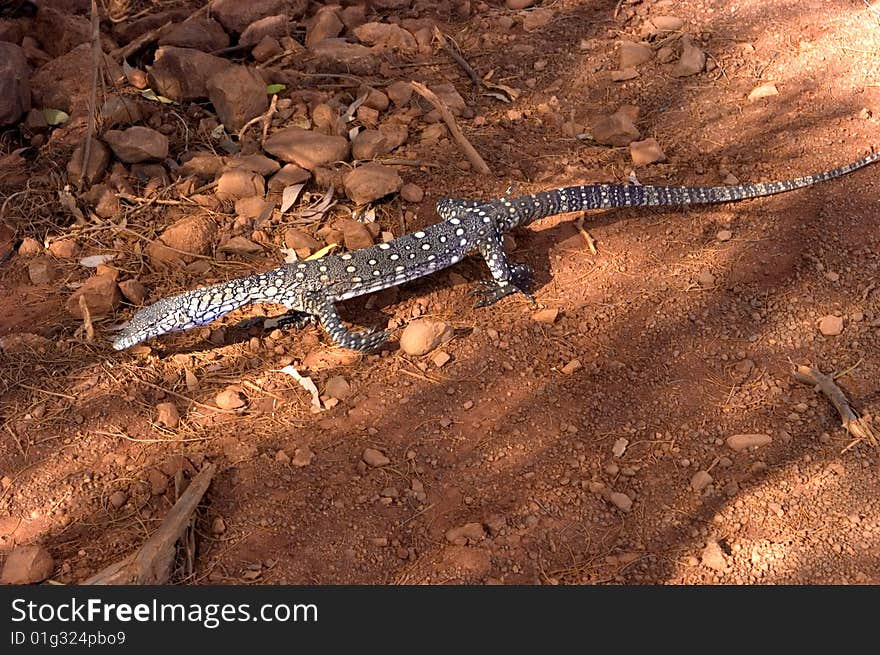 Australian Perentie lizard out foraging in the Outback in the Ayer's Rock region. This one was about 3 feet long or close to 10 meters.