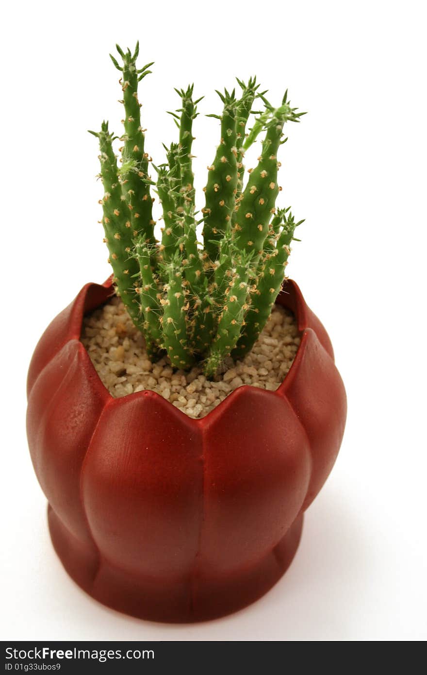 Cactus in Red Flowerpot on white background