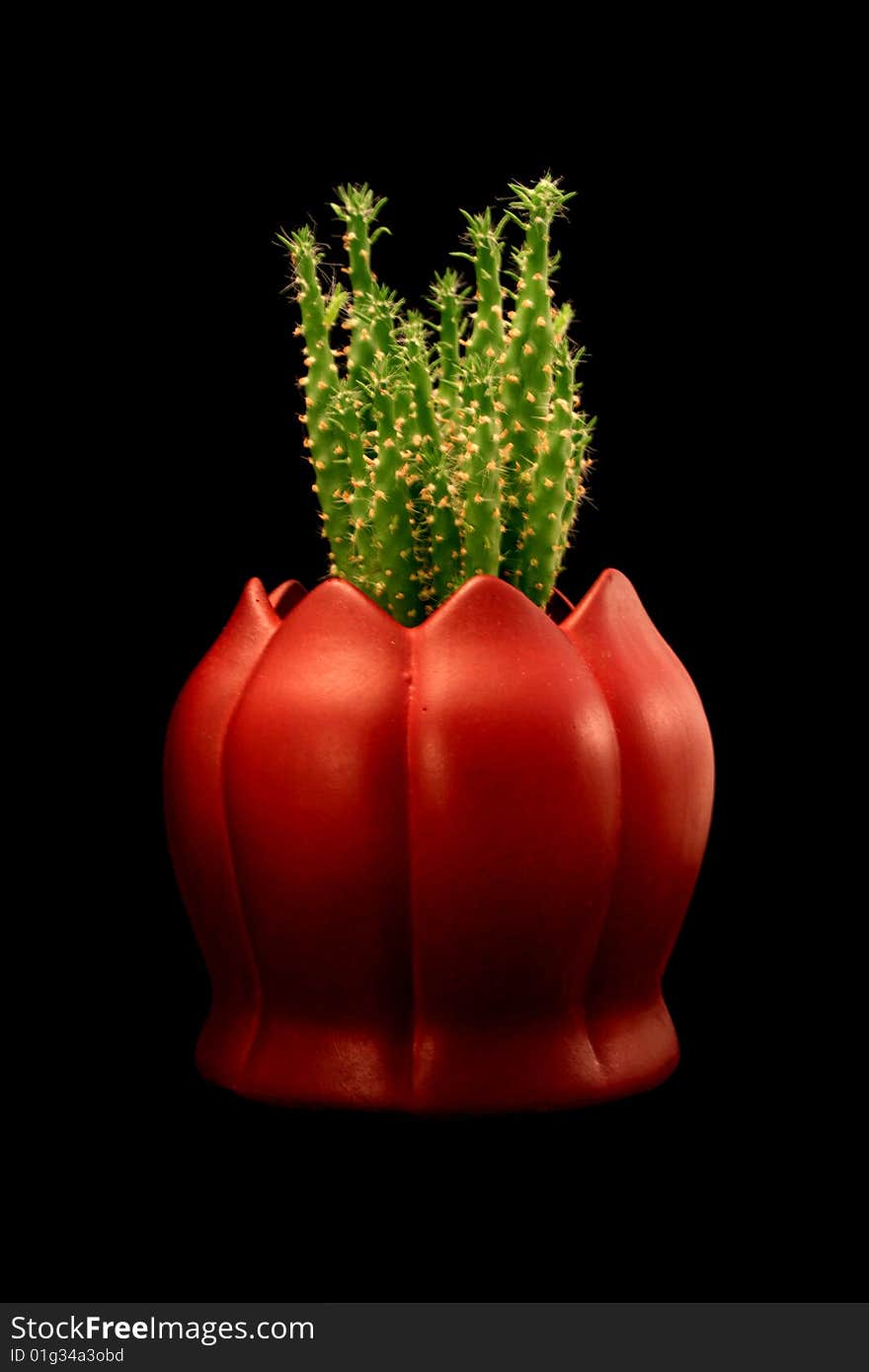 Cactus in Red Flowerpot