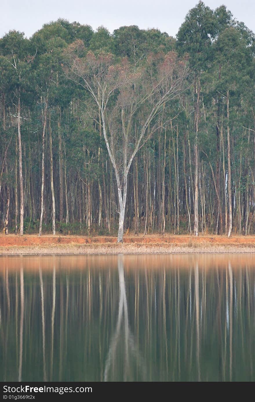 The woods in water inverted image, is an enchanting scenery