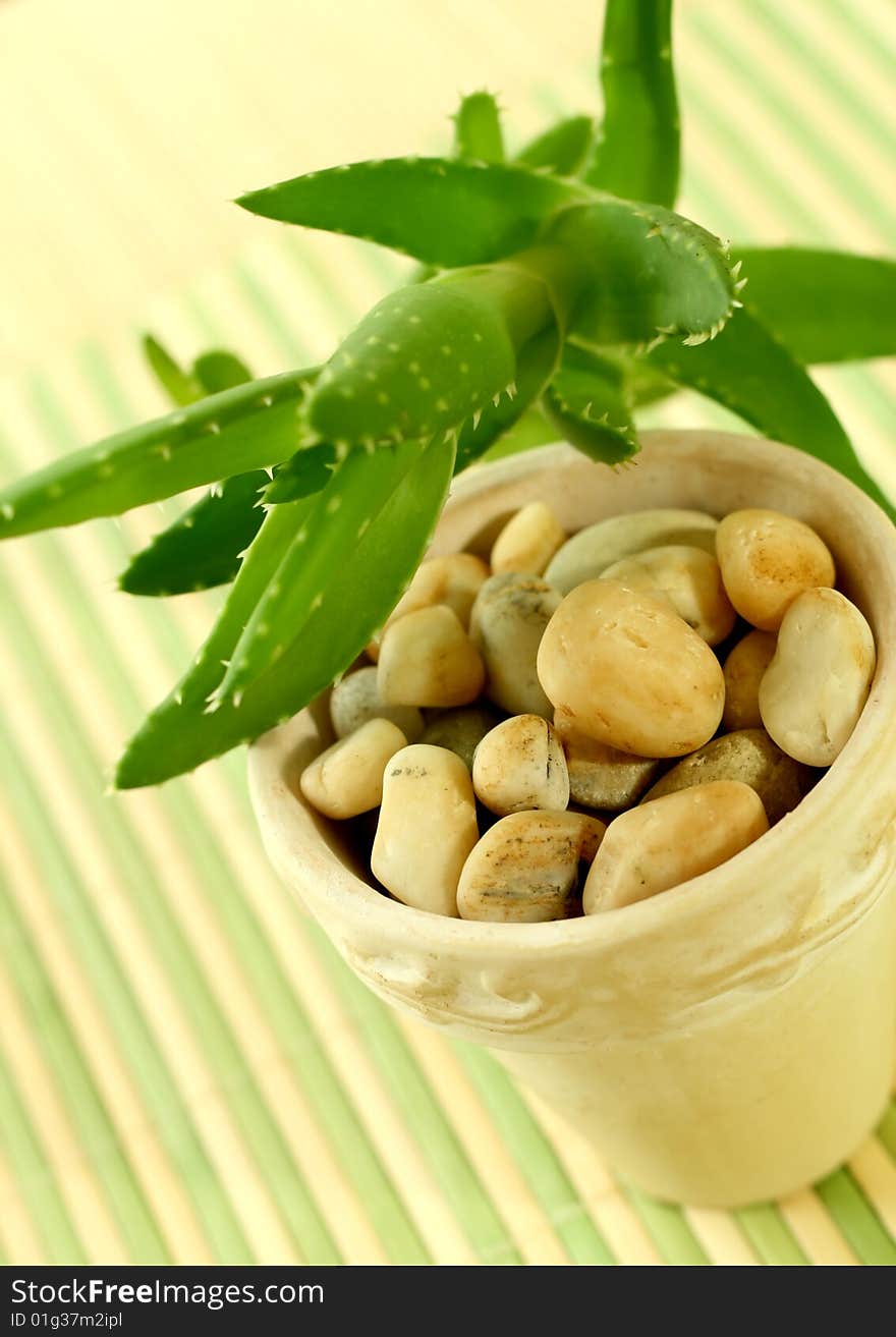 Pot with stones and aloe vera, closeup