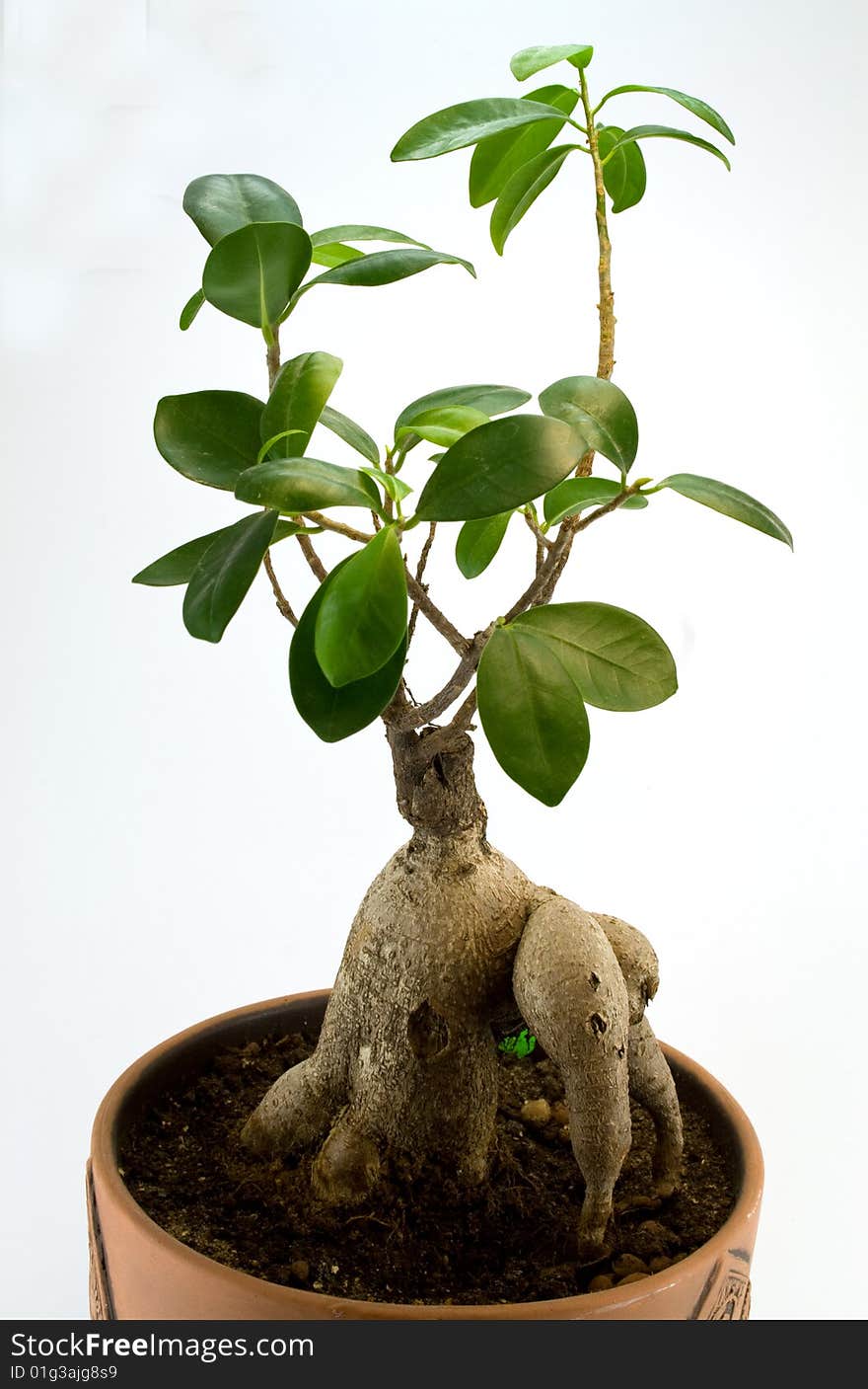 Bonsai