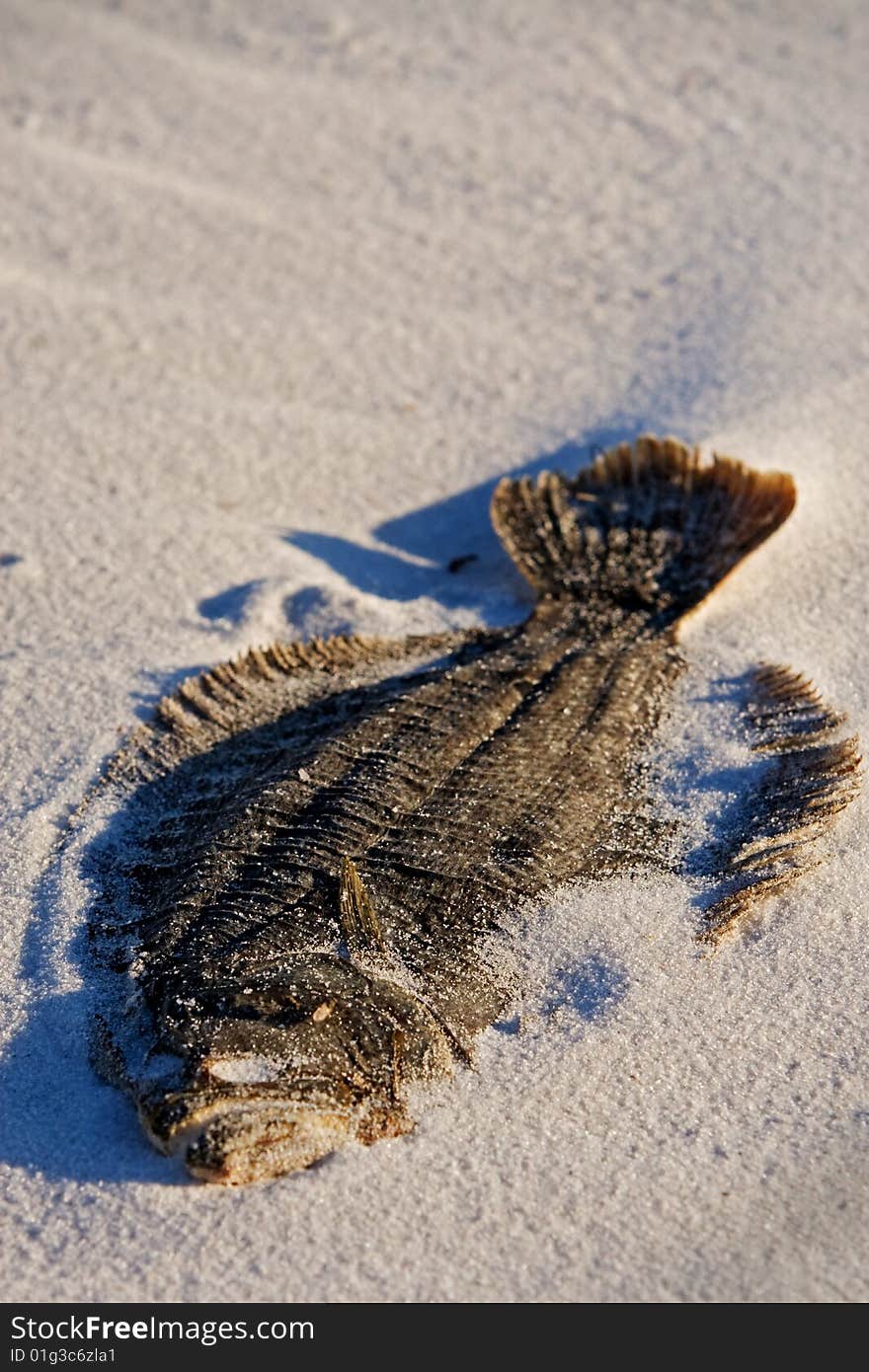 Dead, dried fish in the sand representing environmental destruction. Dead, dried fish in the sand representing environmental destruction.