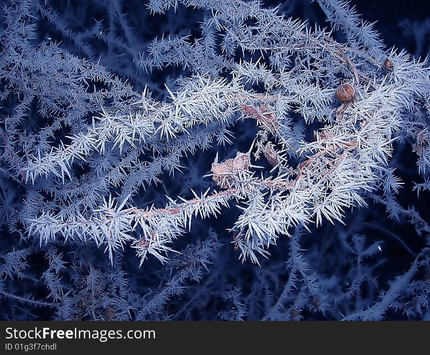 Blue branch with ice crystals over black winter background. Blue branch with ice crystals over black winter background