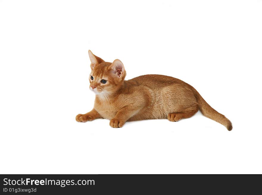 Beautiful red cat isolated on a white background