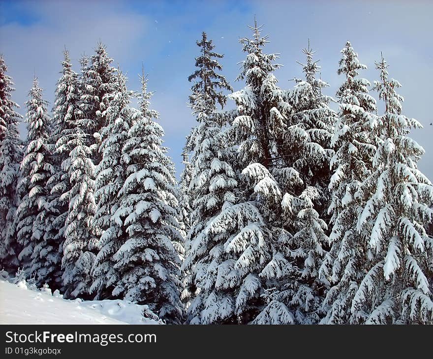 Trees covered with snow and blue sky.