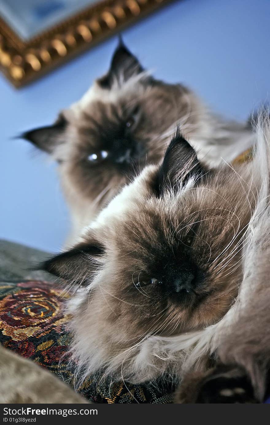 Persian Himalayan Brother Cats