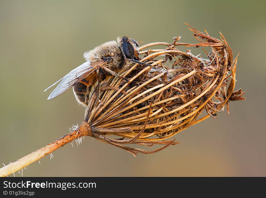 The Fly Sitting On An Old Flower