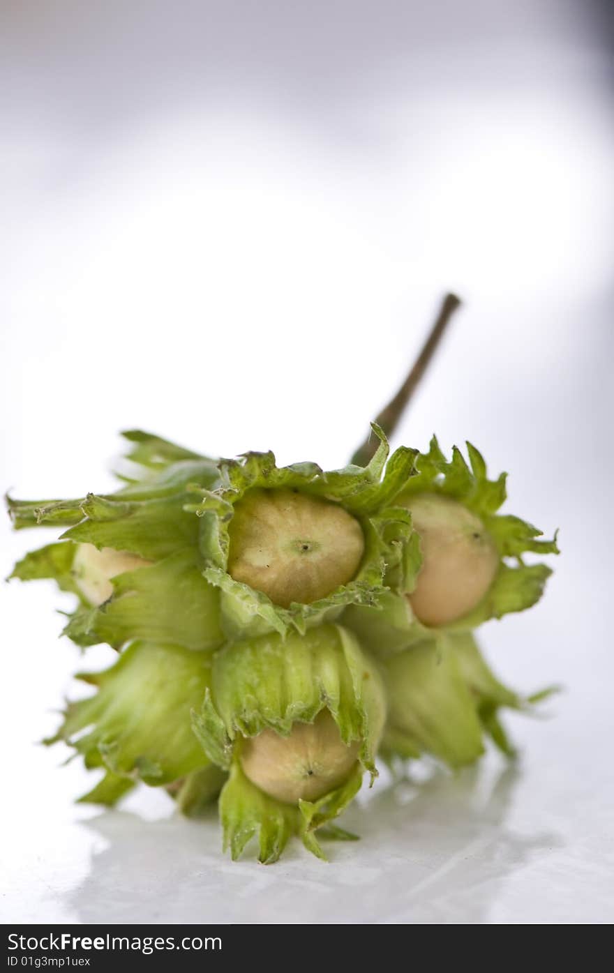 Close up shot of hazelnuts, cloudy day