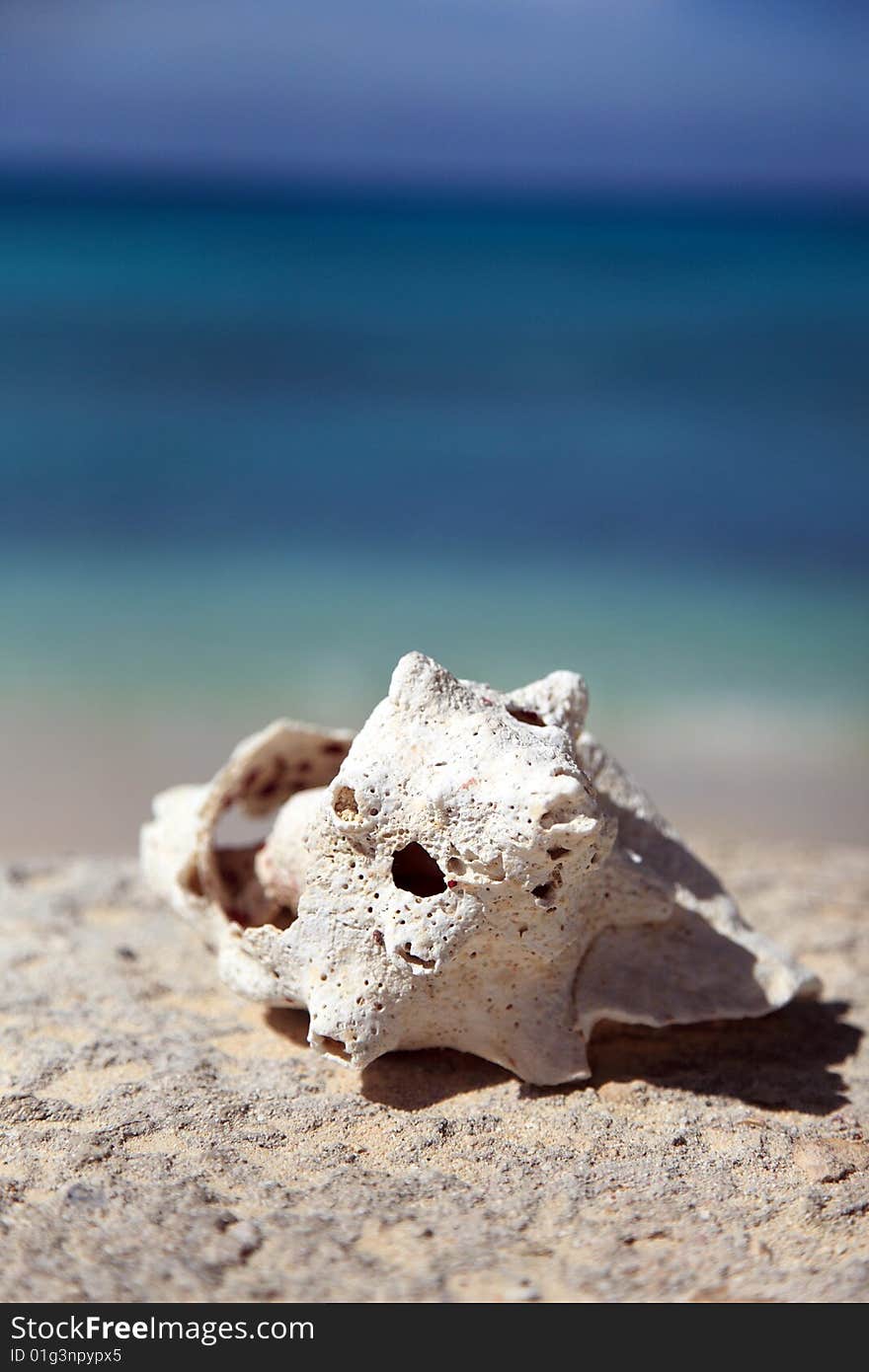 Aqua blue tropical beach with sea shell on snady beach. Aqua blue tropical beach with sea shell on snady beach