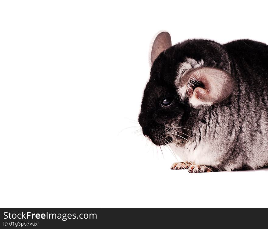 Small chinchilla on white background