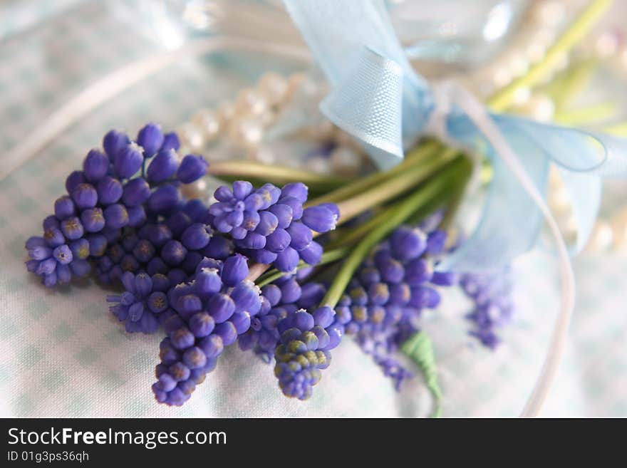 Tender spring blue hyacinth in close up, nice postcard. Tender spring blue hyacinth in close up, nice postcard