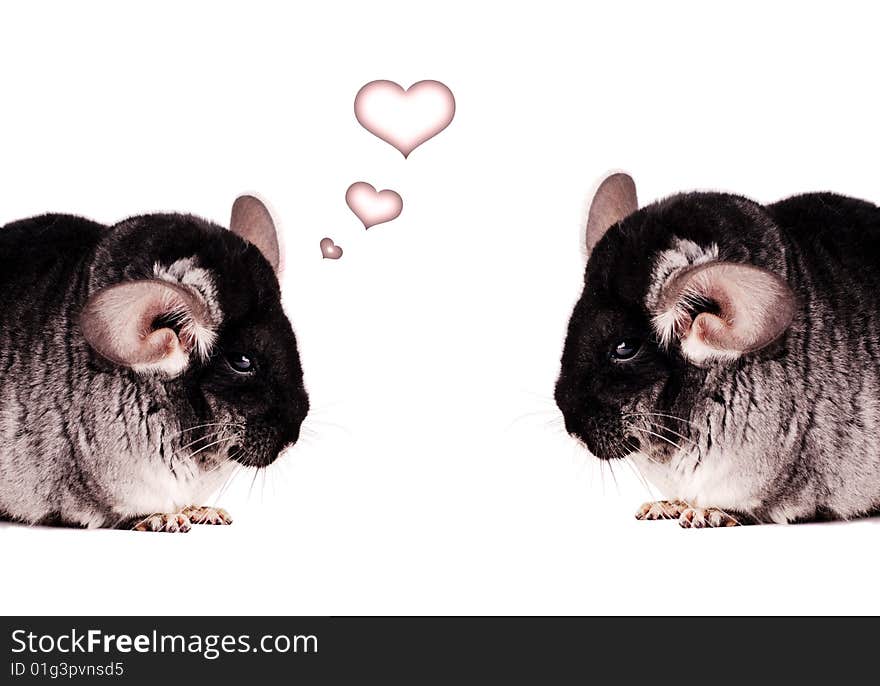 Two Chinchillas On White Background