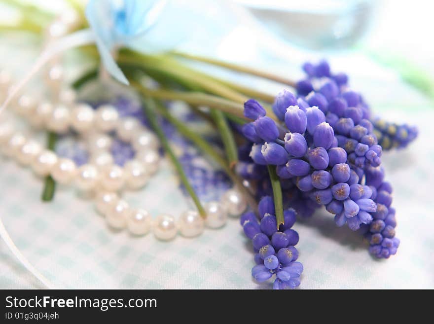 Tender spring blue hyacinth in close up, nice postcard. Tender spring blue hyacinth in close up, nice postcard