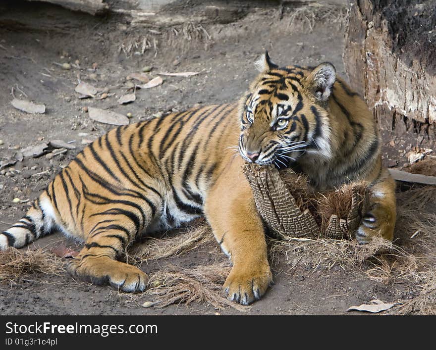 A young Sumatran Tiger hugs and chews on a tree stump.