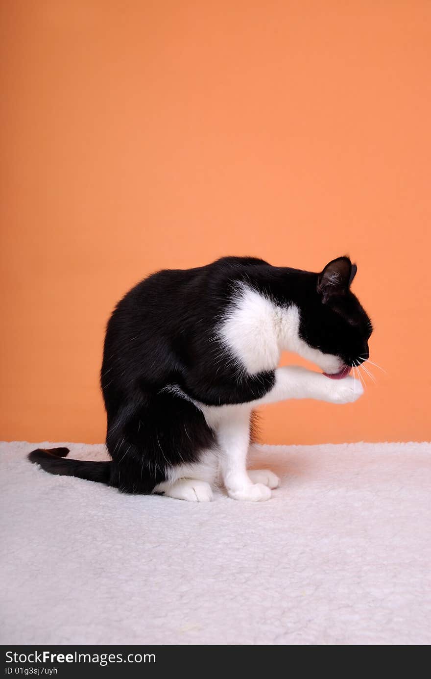 The cat washes sitting on a white carpet with copy space