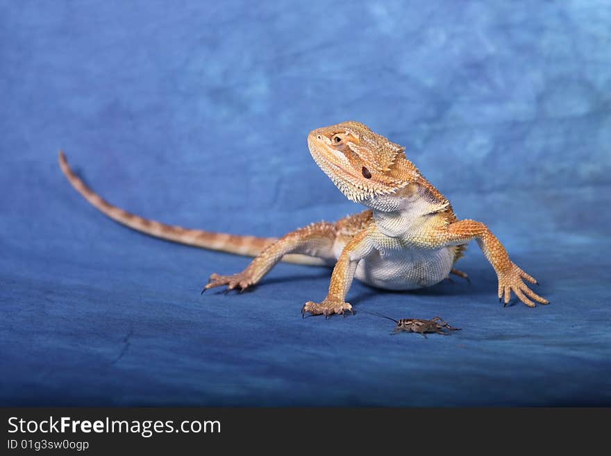 Bearded Dragon