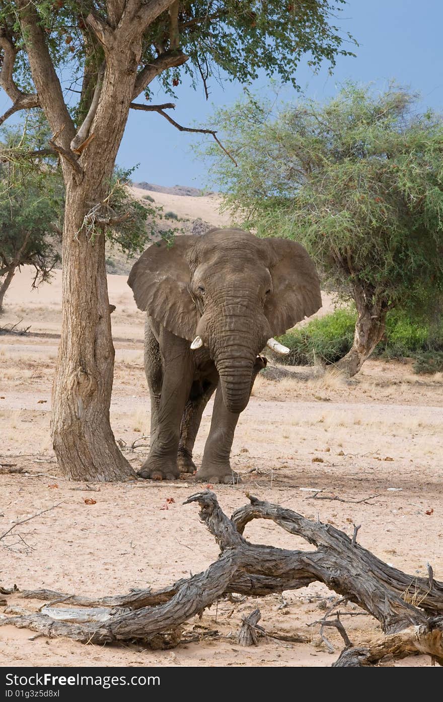 Elephant Standing By Tree