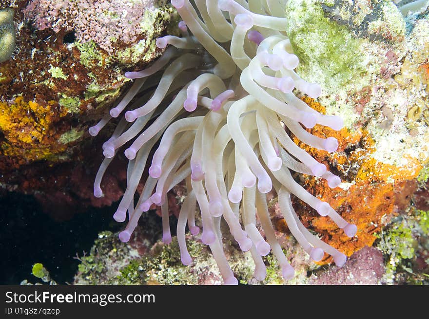 Sea life taken jan 2009 roatan honduas, CA. Sea life taken jan 2009 roatan honduas, CA