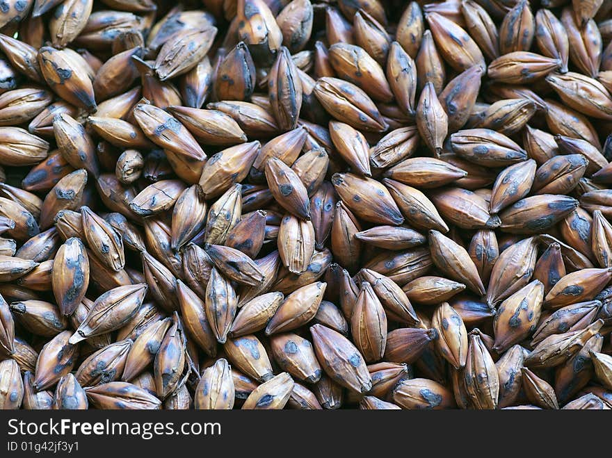 Closeup of Barley Seeds