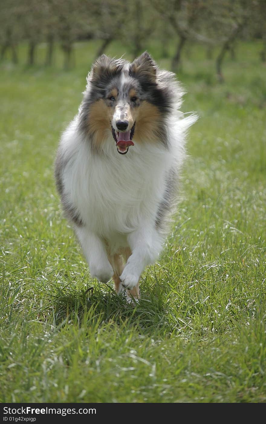 A collie content in the short grass in the spring. A collie content in the short grass in the spring.