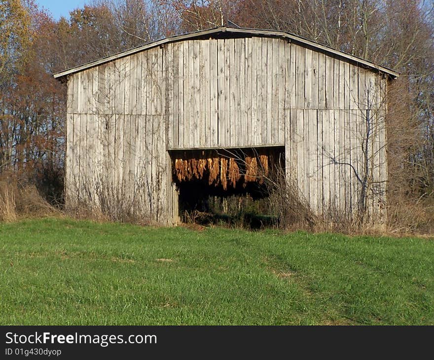 Tobacco Leaves Drying