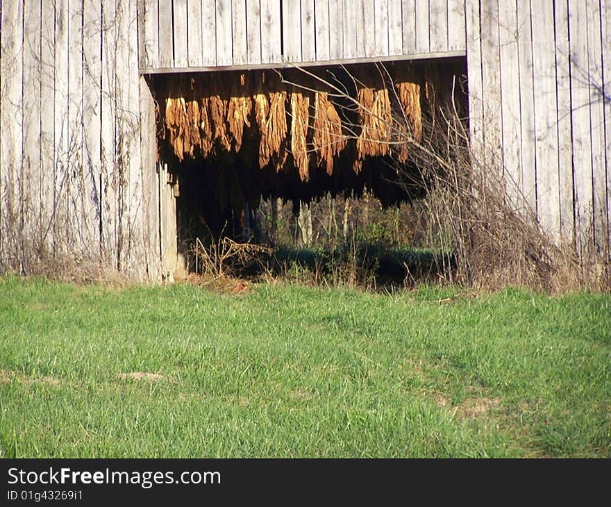 Tobacco Leaves Drying Closeup