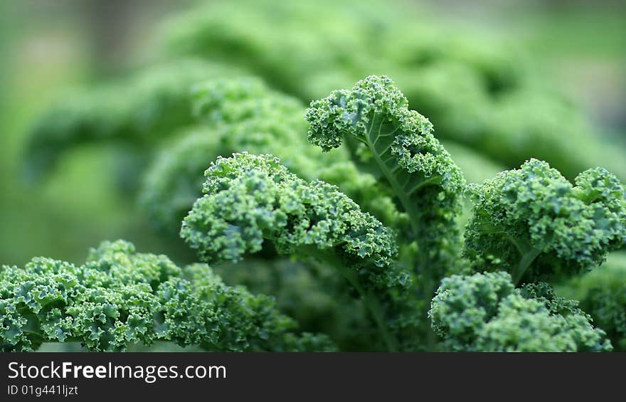 Macro image of cabbage pant in home growing garden