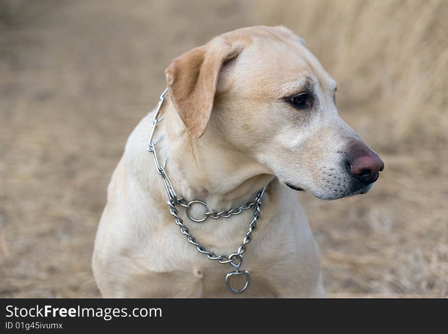 Portrait of a yellow labrador retriever in a field. Portrait of a yellow labrador retriever in a field