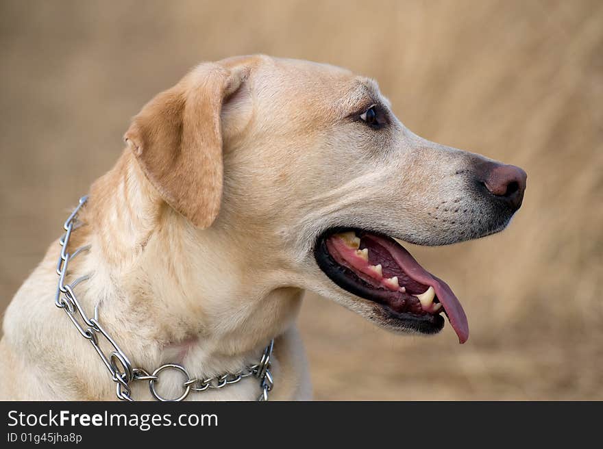 Portrait of a yellow labrador retriever in a field. Portrait of a yellow labrador retriever in a field