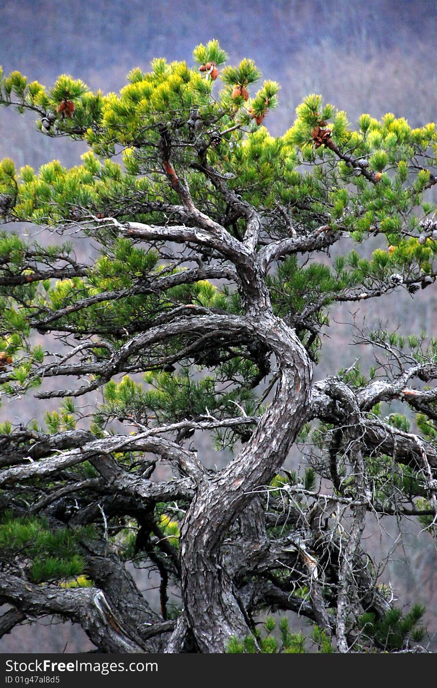 Twisted, knarly pine tree with pine cones. Twisted, knarly pine tree with pine cones