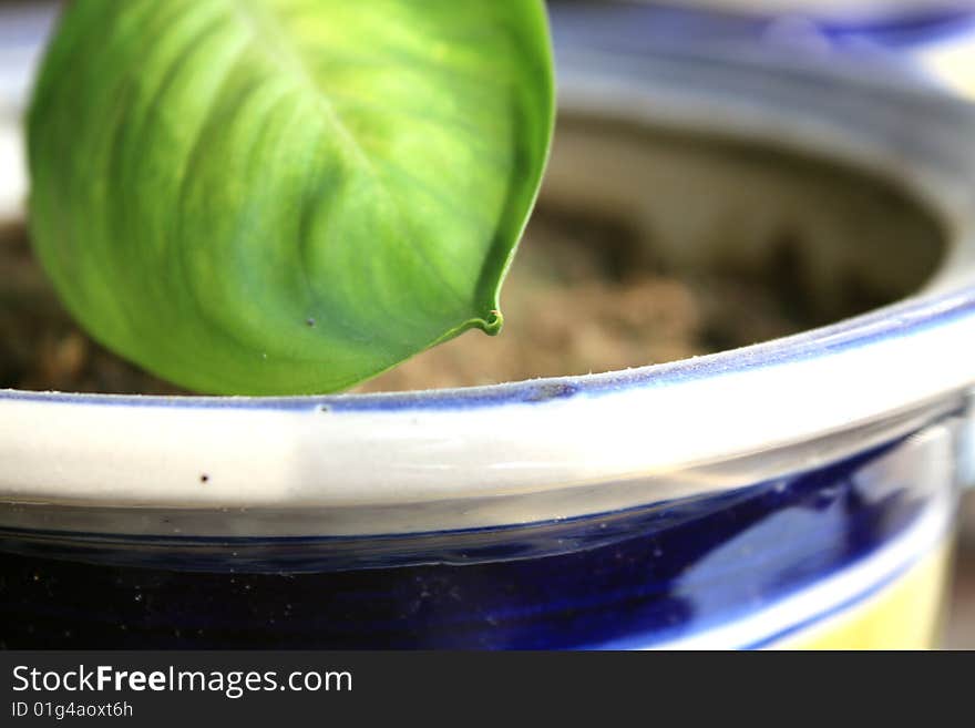 A green leaf in a Pot