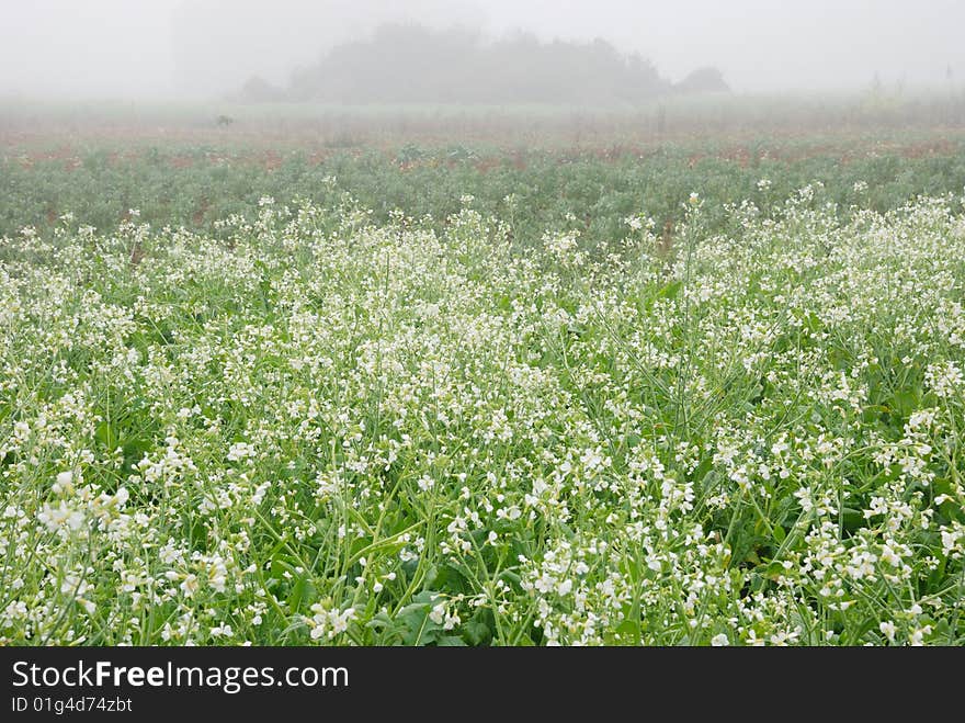 Morning's mist is covering the field