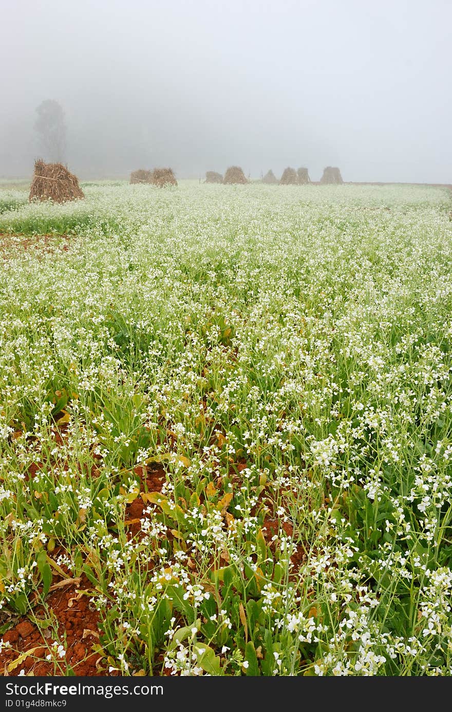 Morning's mist is covering the field