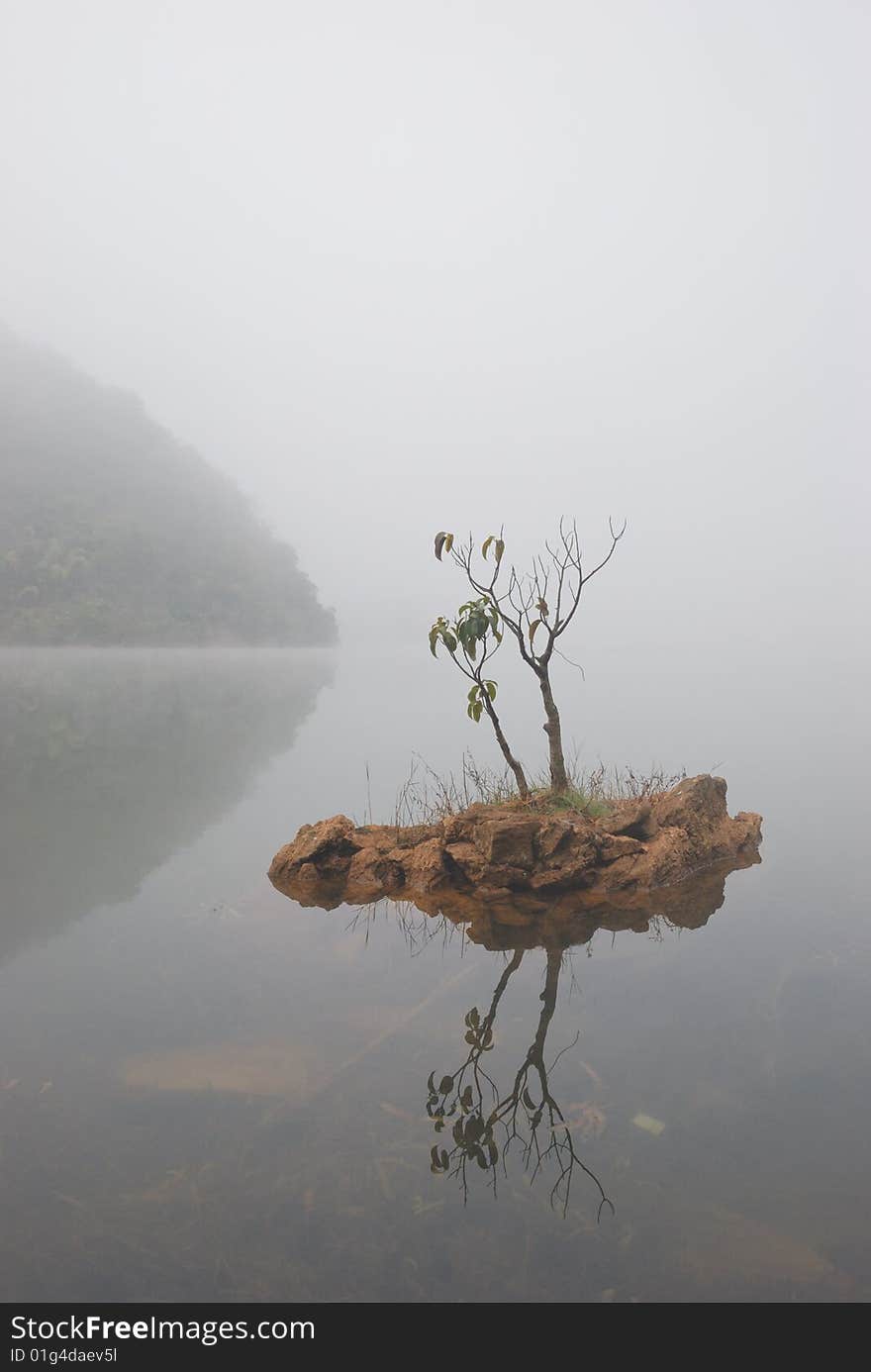 A young tree grows on the lake water rock