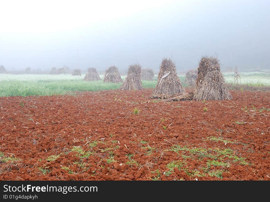 Morning's mist is covering the field