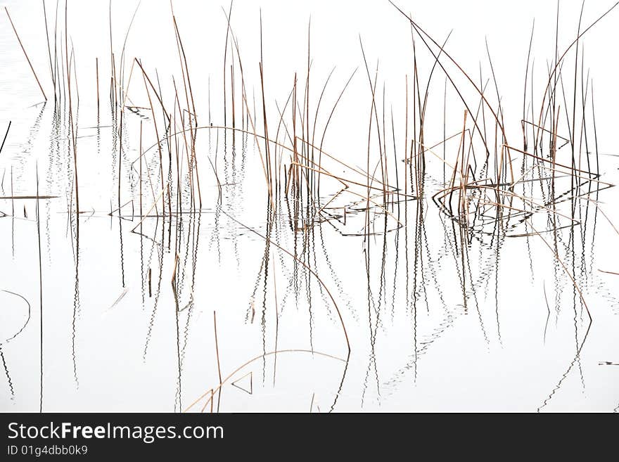 Tranquil water surface, water plant's inverted image