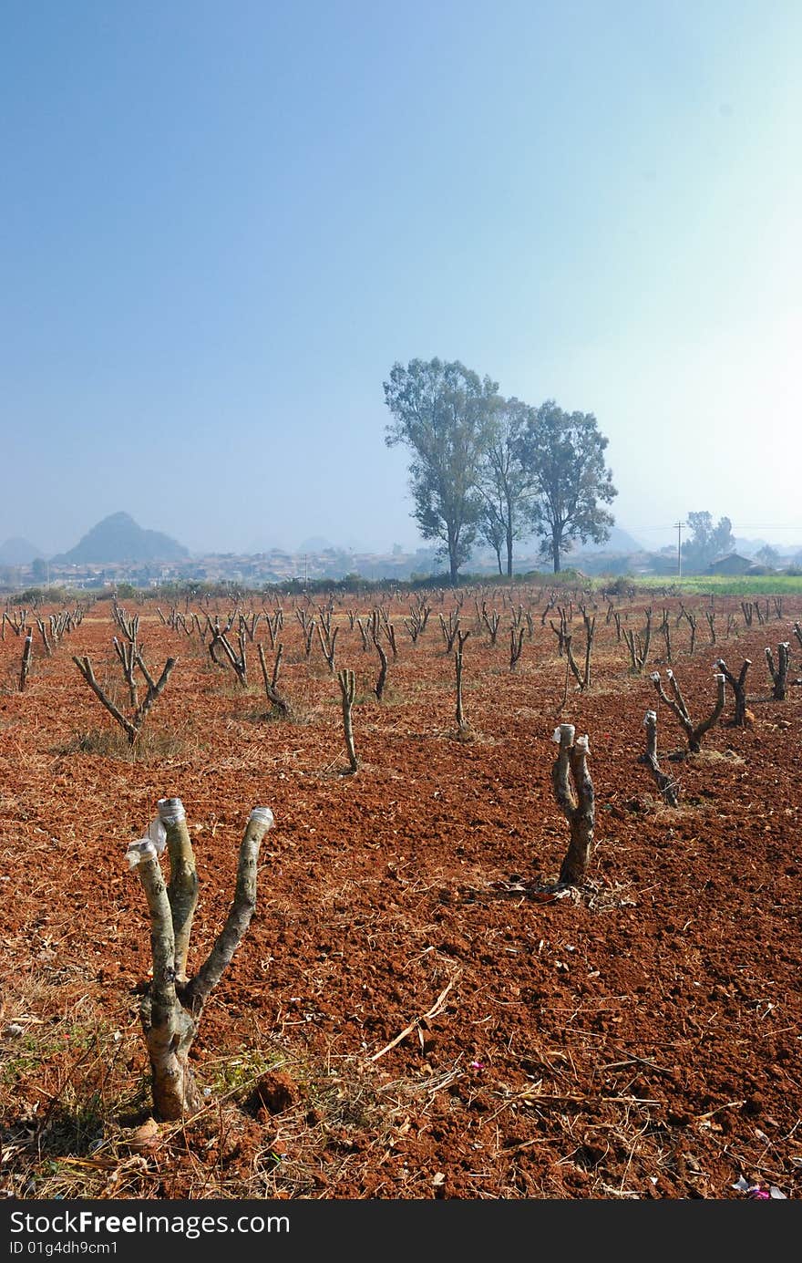 The winter orchard, fruit tree's branch is pruned