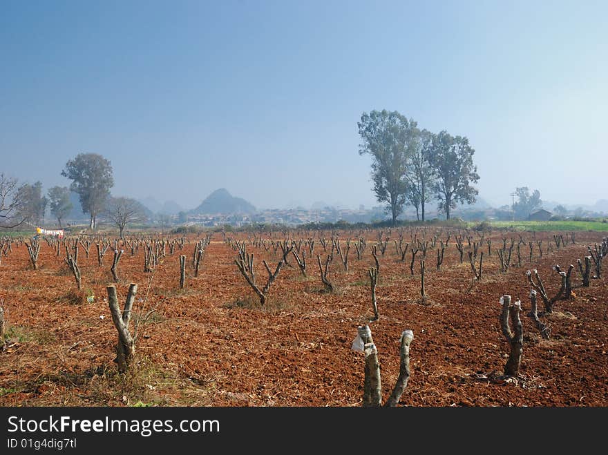 The winter orchard, fruit tree's branch is pruned