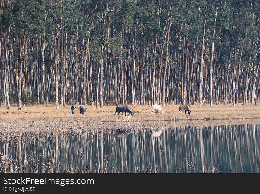 Nearby the lake forest, several water buffalos are grazing. Nearby the lake forest, several water buffalos are grazing