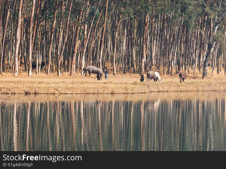 Nearby the lake forest, several water buffalos are grazing. Nearby the lake forest, several water buffalos are grazing