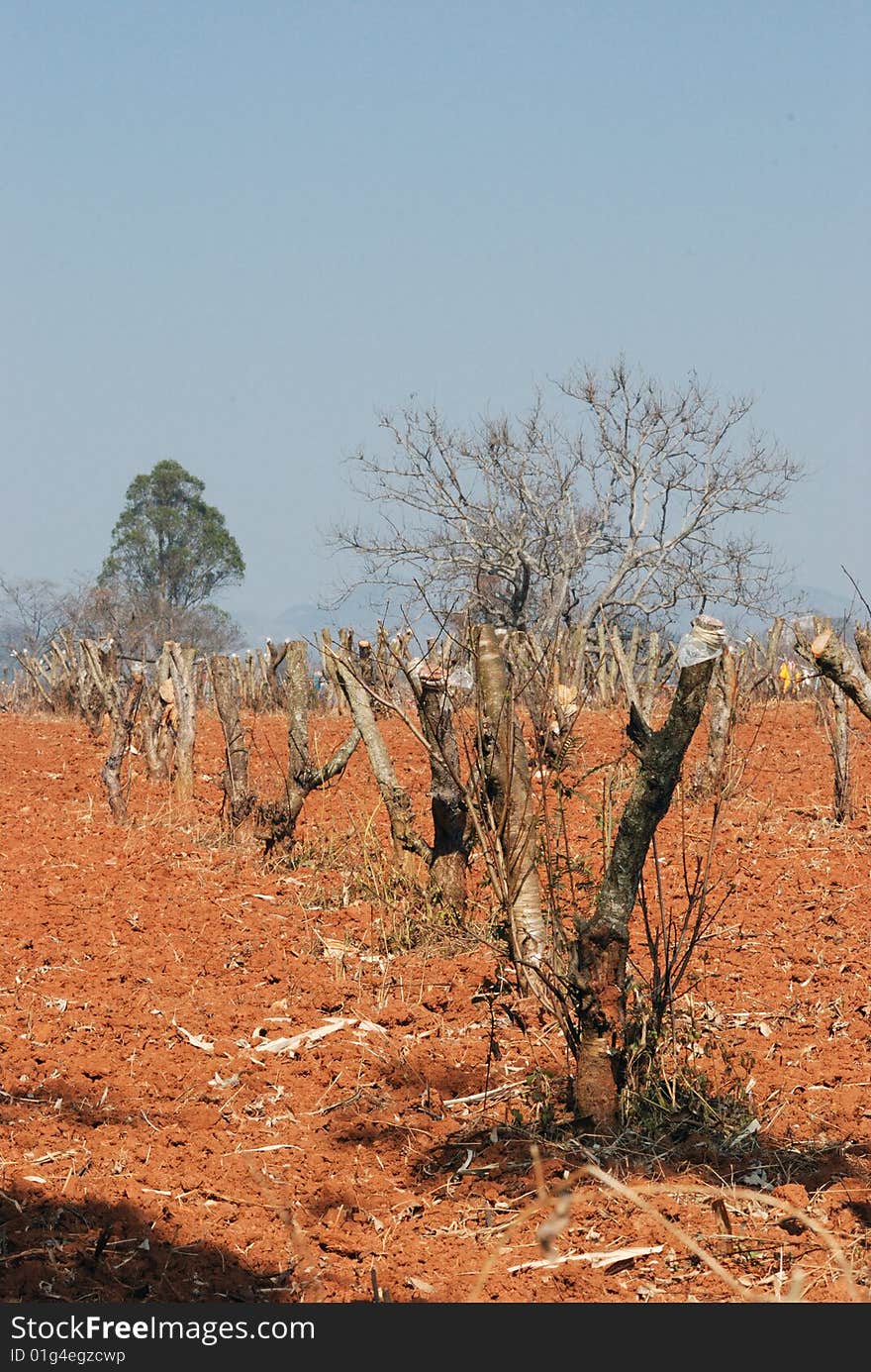 The winter orchard, fruit tree's branch is pruned