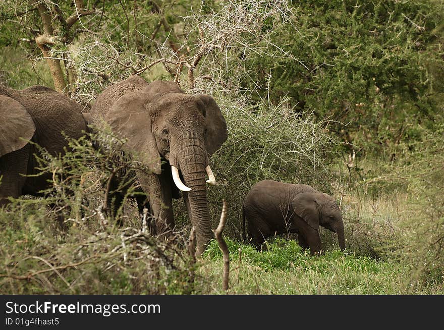 Elephant`s family